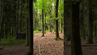 30s Swiss Forest Walk | Birds &amp; Leaf Sounds 4K