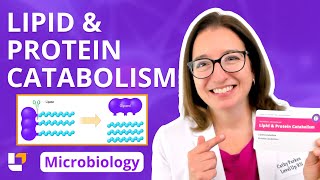 Lipid & Protein Catabolism: Nursing, Pre-Med & Health Field Careers | @LevelUpRN