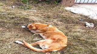 She lay on the grass with a rope tied tightly around her neck, the cancer having abandoned her by  Pitiful Animal 615 views 6 days ago 5 minutes, 3 seconds