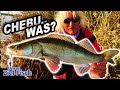 BISSE KNALLHART: CHEBURASHKA auf ZANDER - Unser Ziel ist Fisch - Angelschule mit Jörg Ovens