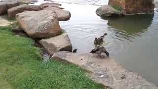 Baby duckies following mama into pond..