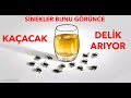 Sineklerden Kurtulmanın 4 Doğal Yolu