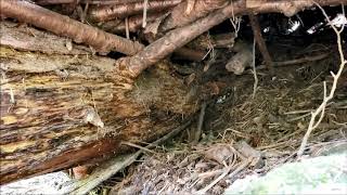 Looking inside an abandoned beaver lodge