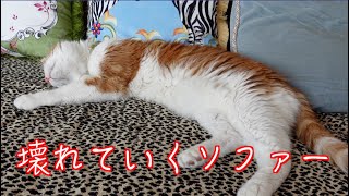 3匹の猫の重さに耐えきれなかったソファー 買い替えを迷う