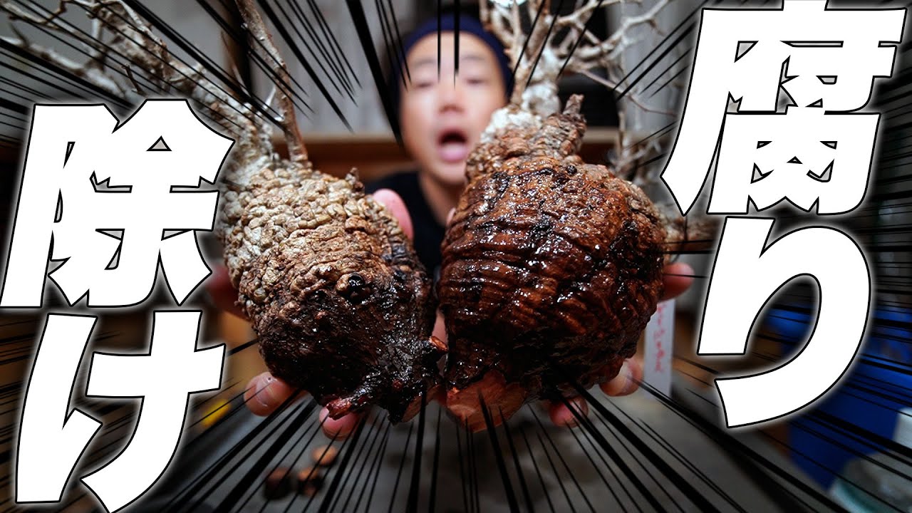 【発根管理】30万円の植物が腐り始めたので対処します【オペルクリカリア パキプス】【植物】