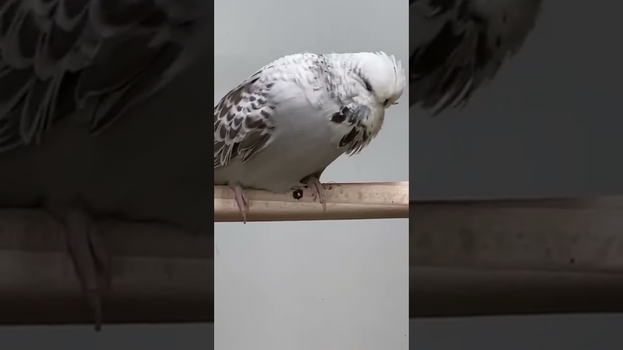 Daniel Lütoft budgie 2022