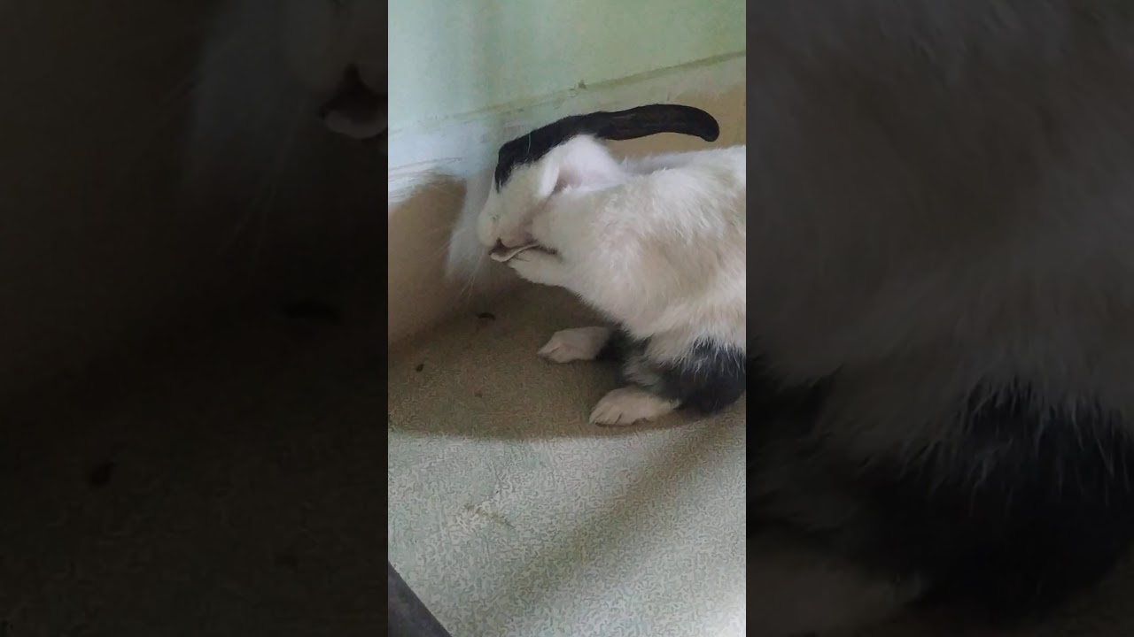 Bunny cleaning his ears/ Chikoo cleaning his ears/ YouTube