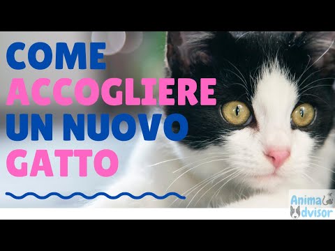 Video: Le 10 migliori razze di gatti a pelo lungo