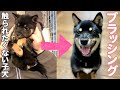 触られるの大嫌いな子犬がブラッシングできるようになるまで