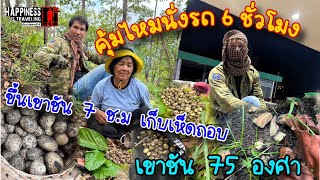 คุ้มไหมนั่งรถ 6 ชม. ขึ้นเขาชัน 75 องศา 7 ชม.ไปเก็บเห็ดกับน้องสาวพ่อ