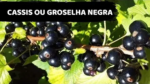 O que é a fruta cassis?