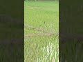 snake fight🐍/ শাপ যুজ