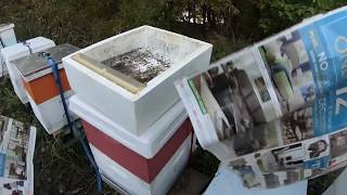Combining hives with the Newspaper Method Beginning beekeeping in Texas