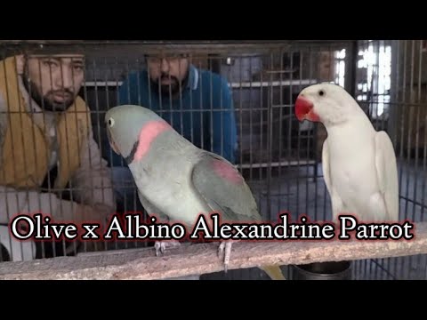 Albino alexandrine hotsell parrot