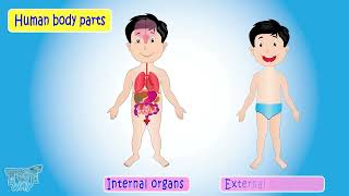 Organ System | External & Internal Body Parts | Human Organ Systems | Body Parts | Science