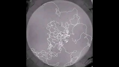 Tracking of multiple bees