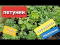 Петуния/Ампельная/Серии Тайдал, Опера, Изи /Вегетативная петуния