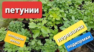 Петуния/Ампельная/Серии Тайдал, Опера, Изи /Вегетативная петуния