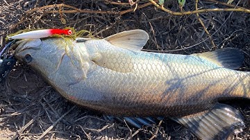 Thử nguyên ngày câu lure cá chẽm bằng mồi Hirushima 95 | gở không kịp chẽm lá me