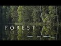 Forest Magic - Finland