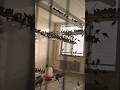 Wow! So Many Parent Birds 🦜❤️ | Amazing Bird Family #shorts