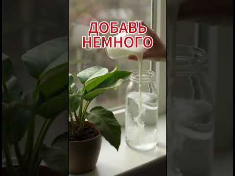 👉Молоко для цветов? Делай только так 😱 #цветы #растения #лайфхак