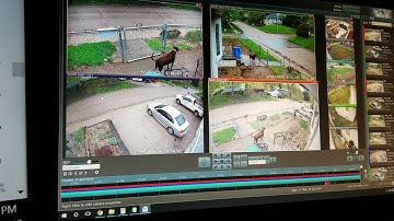 Blue Iris preset triggering