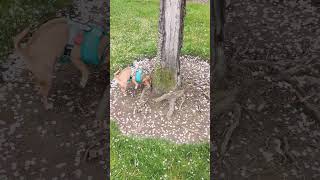 Take A Walk With Us Through The Cherry Blossoms Similarsimib Vlogs