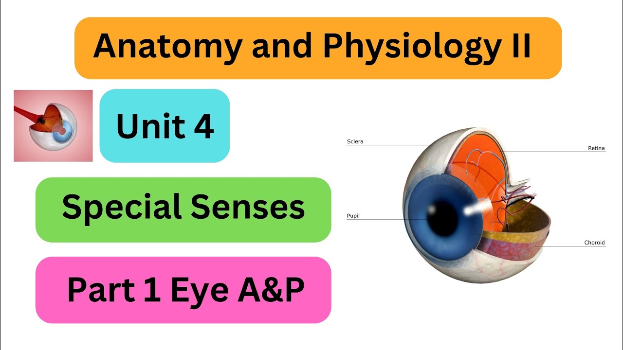 Anatomy and Physiology II / Unit 4 Special Senses Part 1 Eye A&P - YouTube
