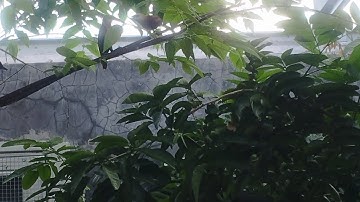 GAK PERLU MEWAH, YANG PENTING BIKIN BETAH. #aviarymini #aviary #aviarydepanrumah 