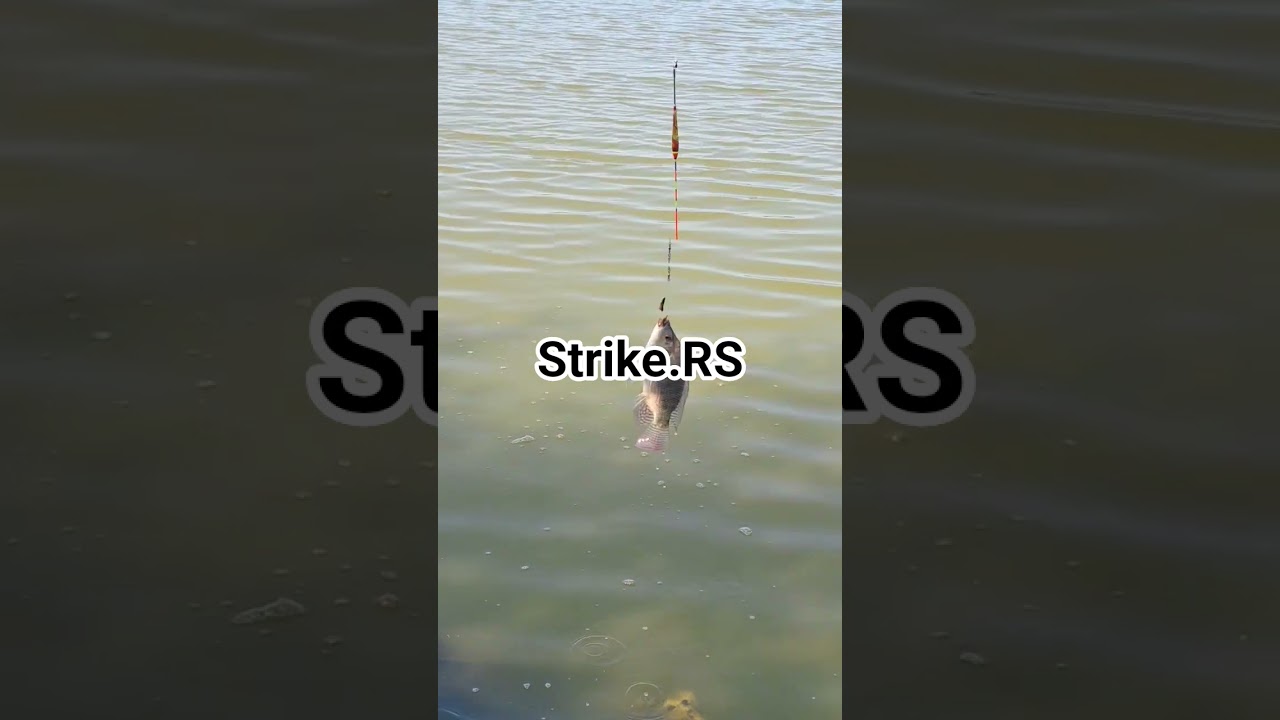 Strike ikan mujaer #reels #reel #fishing #fish #fyp #video #viral #vlog