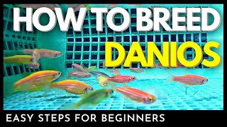 How to Breed Danios (See Hundreds of Fry) Turn on CC