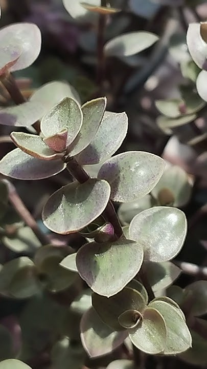 Каллизия "Крибо" потеря окраса! - YouTube