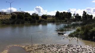 Nox - The Australian Kelpie - learned to swim today by Nox M 77 views 8 years ago 42 seconds