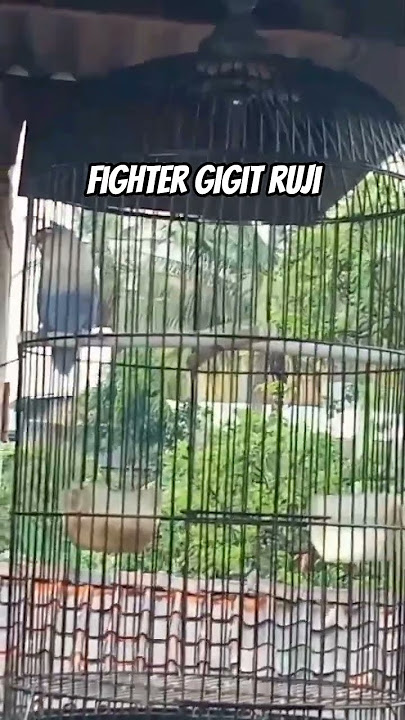 fighter gigit ruji #lovebird #lovebirdkonslet