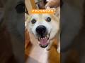 換毛期、ブラシでガウガウ柴犬 The Shiba Inu is in a bad mood. #柴犬のいる暮らし #しばわんこ