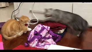 Aunty Anna Gave A Gently Touch To Furry Orange At The End After Confrontation Pring Pring Cats