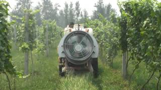 3 Point Hitch Tractor Mist Sprayer in Vineyard