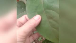 Daun Ungu obat ambeien atau wasir