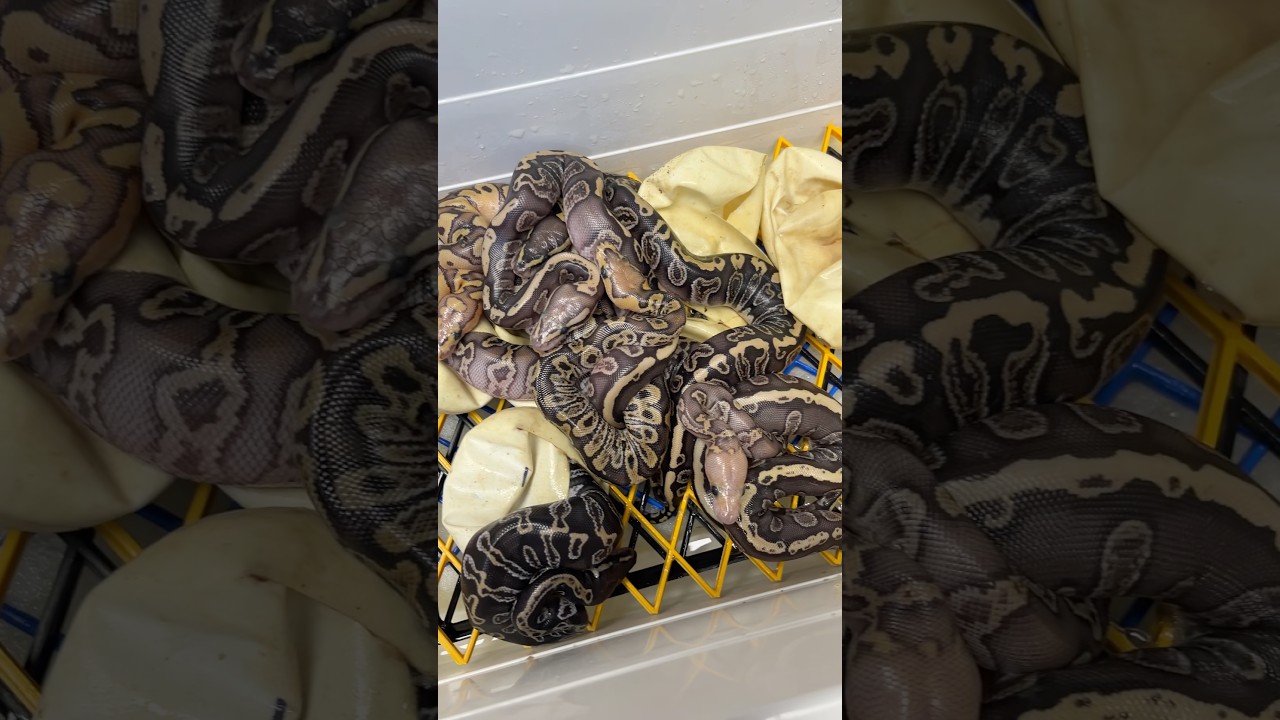 Trzy lata na to czekałem… #pytonkrólewski #pythonregius #snake #ballpython #babyballpython #clown