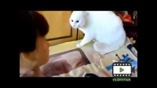 Funny Cats Scared Compilation 2014