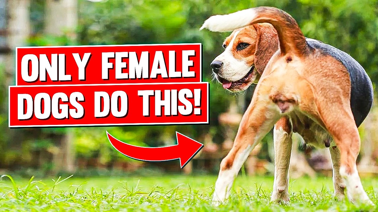 7 Super Weird Things ONLY Female Dogs Do For Their Owners