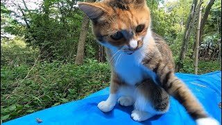 怒ったり喜んだり感情が分かりやすいいツンデレ娘猫