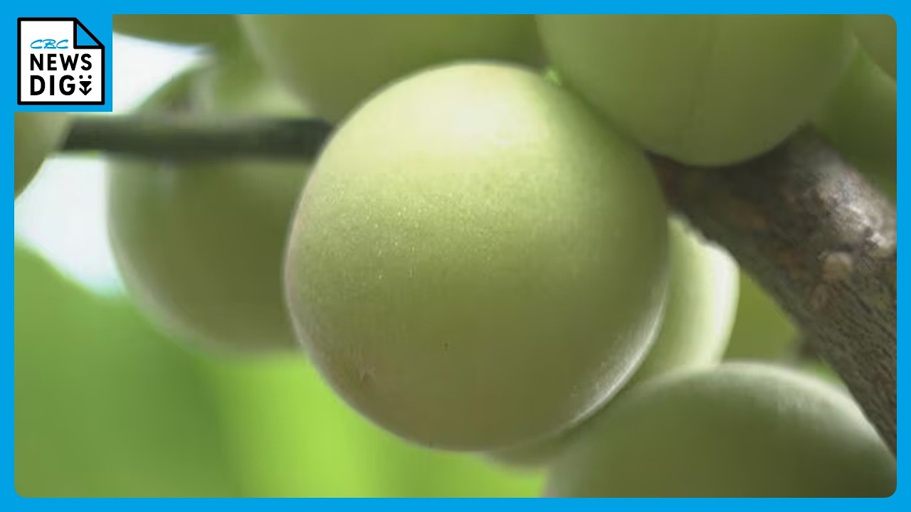 Harvesting of 