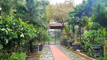 Nên trồng cây Lộc Vừng trước cổng #tamdaonui