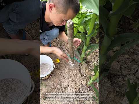 Fertilizing corn with
