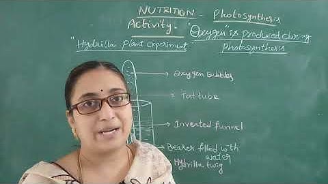 Hydrilla Plant experiment to prove oxygen is produced during photosynthesis