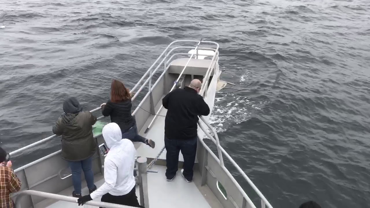 Playful Humpback Whale Cape May New Jersey