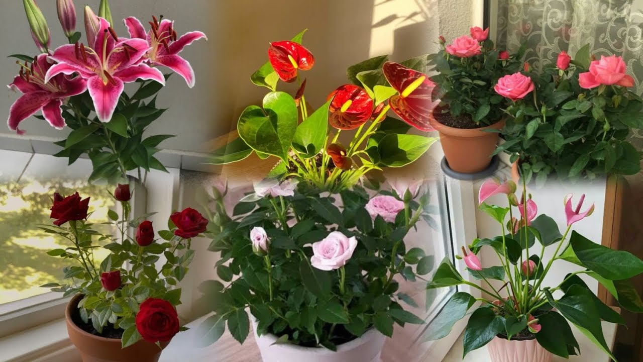 ​💸 BAHA ALMA! | Xırdalanda Ən Ucuz Qiymət Bizdə 🌿