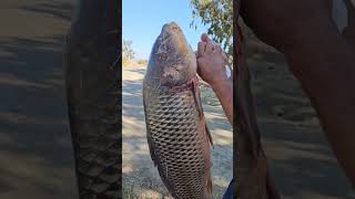 I caught a monster carp 40.5 lbs at Bethany Reservoir 10/24/23